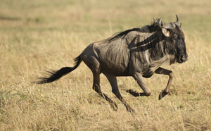 gnu